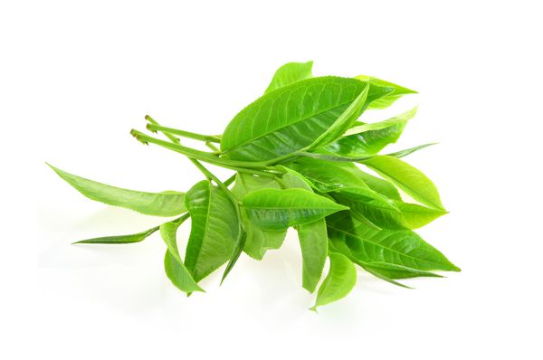 برگ چای سبز جدا شده در پس زمینه سفید