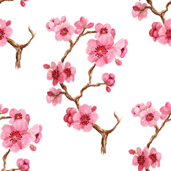الگوی Seamles با ساکورا ژاپنی با گلهای صورتی در زمینه سفید
