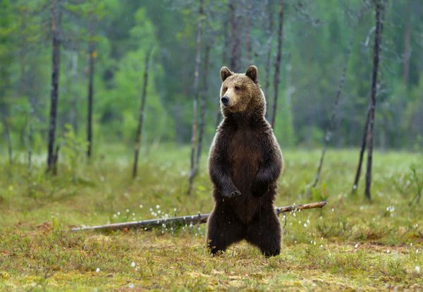 خرس قهوه ای اوراسیایی هشدار داده شده در یک روز بارانی در باتلاق جنگل فنلاند روی پاهای عقب ایستاده است