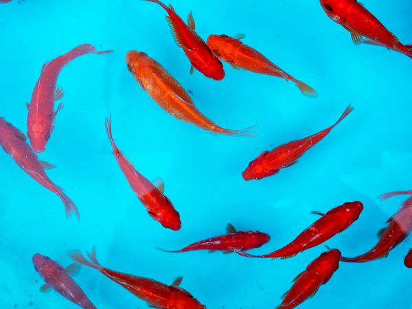 ماهی قرمز قرمز در نوروز سال نو ایران