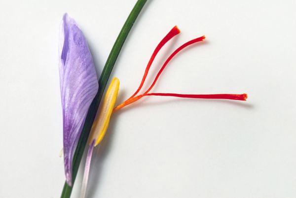قطعات گل زعفران کروکوس