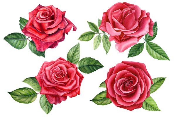 گل سرخ گل زیبا را بر روی یک پس زمینه سفید جدا شده تصویر آبرنگ نقاشی گیاه شناسی تنظیم کنید