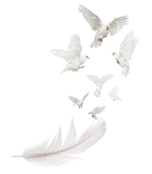 هفت کبوتر که از پرهای پر نور جدا شده و در پس زمینه سفید پرواز می کنند