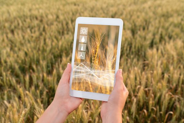 یک کشاورز در حال نگه داشتن یک قرص بر روی زمینه یک مزرعه گندم است کشاورزی هوشمند و مفهوم کشاورزی دیجیتال