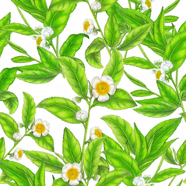 الگوی بدون درز تصویر کشیده شده از گیاه چای کشیده شده