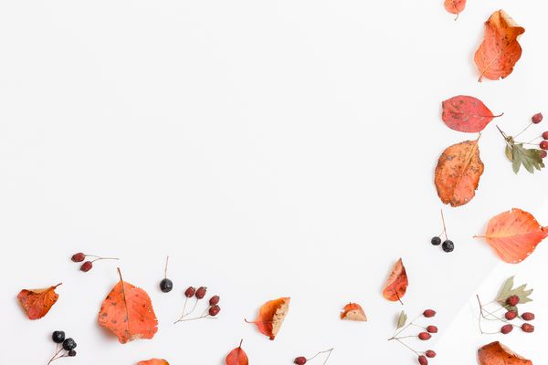 ترکیب پاییزی از برگهای چند رنگ خشک پاییزه و انواع توت های چوکبری زالزالک در زمینه سفید ساخته شده است پاییز مفهوم پاییز تختخواب مسطح نمای بالا فضای کپی