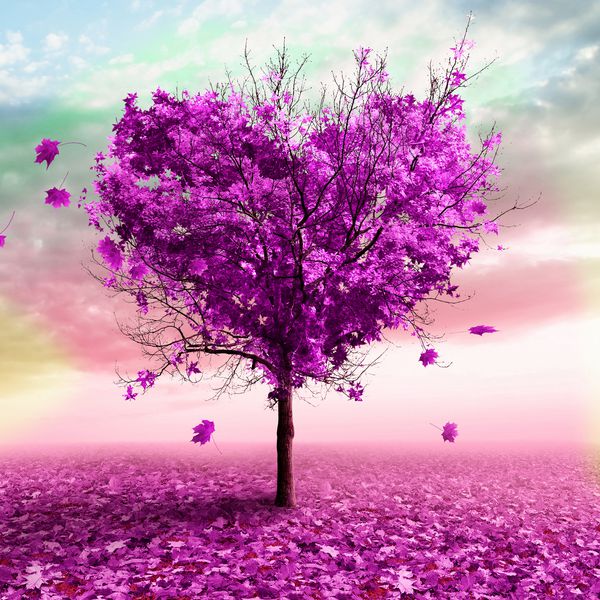 تصویر سه بعدی درخت پاییزی به شکل قلب رنگ بنفش