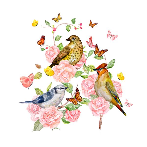 کارت دعوت با پرندگان روی بوته های گل رز در زمینه سفید نقاشی آبرنگ