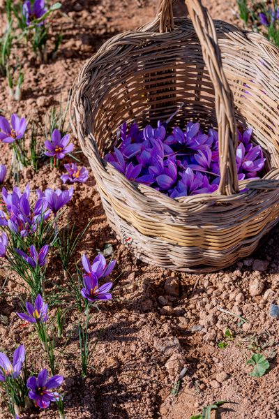 مجموعه زعفران با یک سبد حصیری