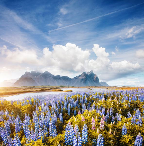 نمایی بی نظیر از گلهای کامل لوپین در روز آفتابی مکان شنوایی استوکسنس Vestrahorn کوه بتمن ایسلند اروپا تصویر منظره از چشم انداز طبیعت شگفت انگیز زیبایی های زمین را کشف کنید