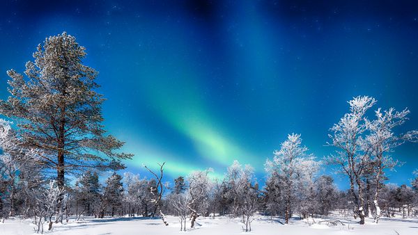 منظره پانوراما از چراغهای شگفت انگیز شفق شمالی Aurora Borealis بیش از مناظر شگفت انگیز زمستان با درختان و برف در یک شب سرد و جذاب در اسکاندیناوی شمال اروپا
