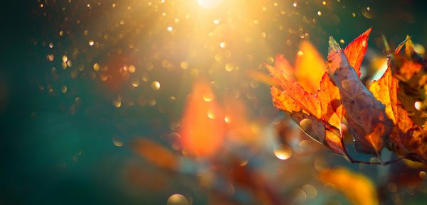 روشن و رنگارنگ پاییزی برگهای تابناک در یک درخت در پارک پاییزی پس زمینه رنگارنگ پاییز پس زمینه پاییز نور پس زمینه شعله آفتاب