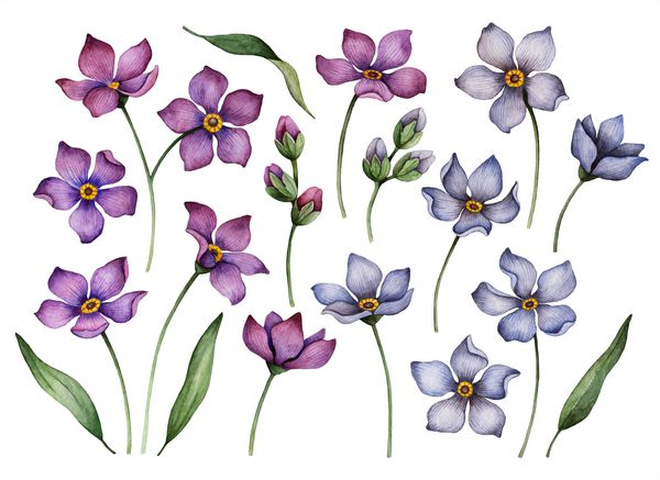 مجموعه ای از گل های آبرنگ جدا شده بر روی یک زمینه سفید تصویر رنگی دستی از عناصر گل بنفش و آبی برای کارت های تبریک و دعوت نامه