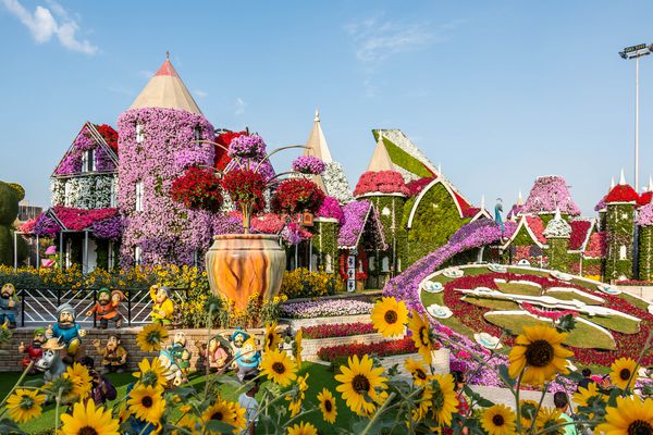 دبی امارات متحده عربی 10112018 منظره زیبای شکوفه باغ معجزه با بیش از 45 میلیون گل در یک روز آفتابی باغ گل در دبی امارات متحده عربی
