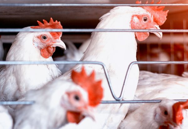 مرغهای سفید در مزرعه طیور در پشت میله ها می نشینند تولید جوجه های گوشتی مرغداری کلوزآپ