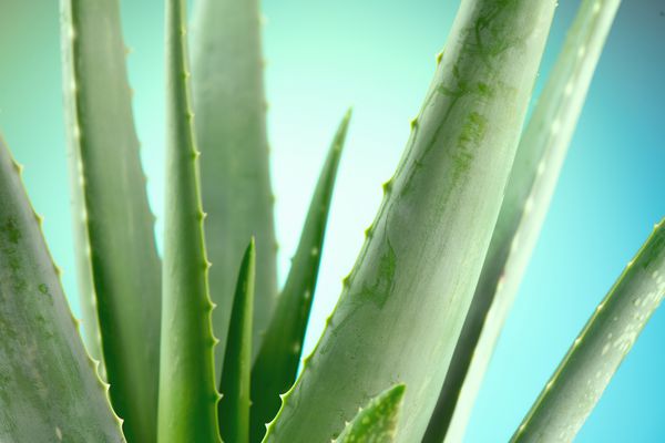 نزدیک آلوئه ورا گیاه Aloevera مواد آرایشی طبیعی برای تجدید ارگانیک داروی جایگزین مفهوم مراقبت از پوست در زمینه آبی