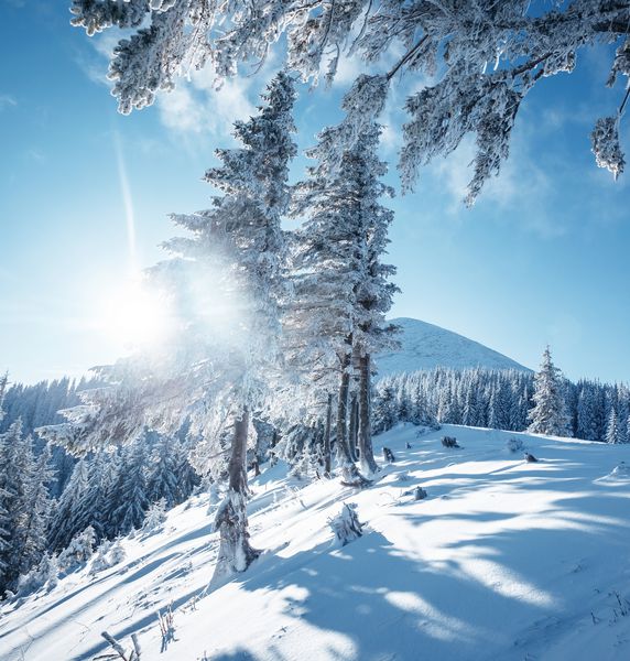 سفید جادویی در روز یخبندان پاشیده می شود موقعیت مکانی کوه کارپات اوکراین اروپا پیست اسکی آلپ صحنه زمستانی عجیب و غریب کاغذ دیواری شگفت انگیز زمستانی سال نو مبارک زیبایی های زمین را کشف کنید