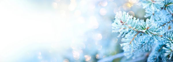 زمستان زمستان تعطیلات زمستان برف دانه های برفی صنوبر آبی کریسمس زیبا و سال نو Xmas طراحی هنر مرزی درخت پس زمینه انتزاعی آبی با برف صفحه گسترده