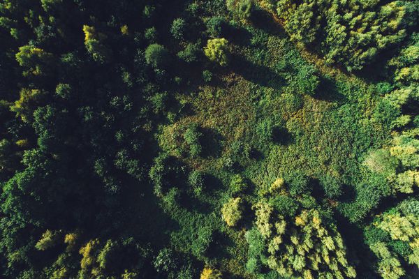 جنگل سبز و مراتع در نمای عالی محیط فصل پاییز دراز کشیدن