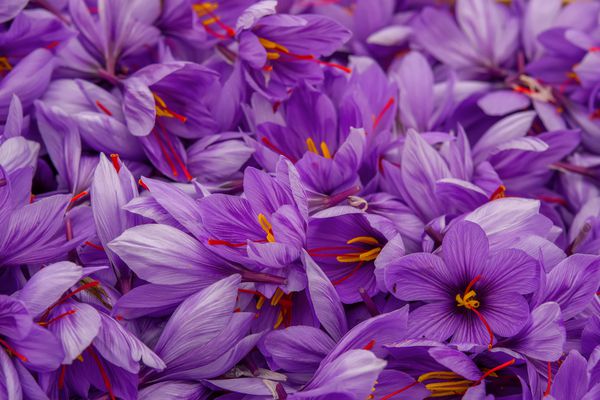 گلهای زعفران بعد از جمع آوری Crocus sativus معمولاً با نام crocus زعفران amp ؛