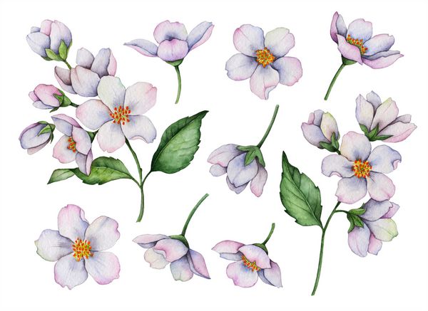 مجموعه ای از گل های آبرنگ جدا شده بر روی یک پس زمینه سفید تصویر نقاشی شده دستی از گل یاس عناصر گل برای کارت پستال و دعوت نامه