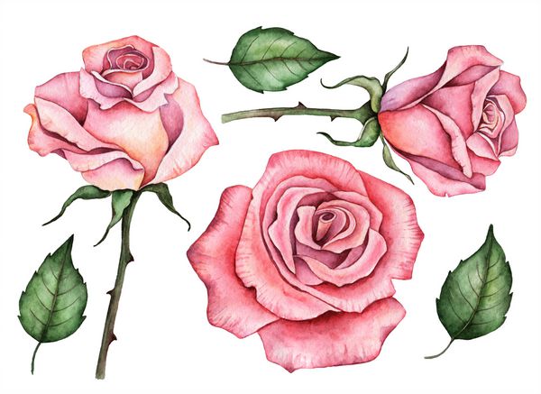 مجموعه آبرنگ گلهای رز تصویر کشیده شده گل و برگها عناصر گل برای طراحی جدا شده بر روی زمینه سفید