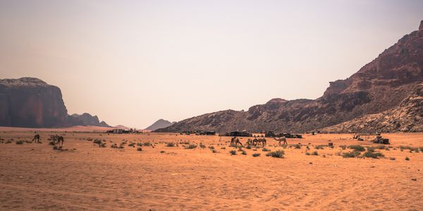 شترها در قلب صحرای وادی اردن