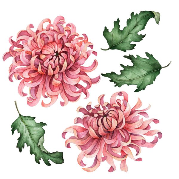 مجموعه گل داودی آبرنگ تصویر گلدار رنگی شده با گل گلهای صورتی جدا شده در یک زمینه سفید