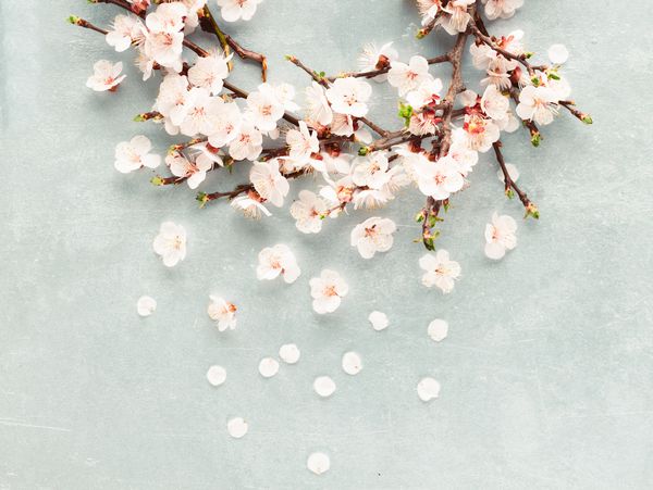 شکوفه های شکوفه ای که به رنگ آبی روشن یا پس زمینه خاکستری جدا شده اند بستن فضای کپی شکوفه شاخه درخت گل شکوفه های سفید شکوفه گل آلبالو شکوفه گیلاس فضای کپی کردن