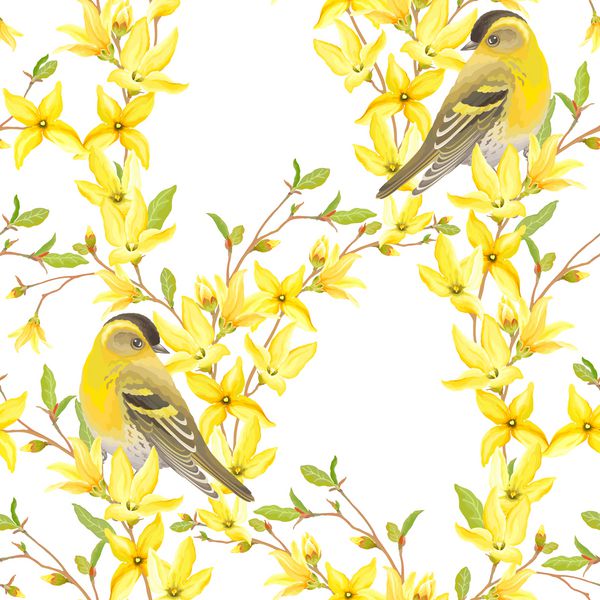 الگوی بدون درز بهار با پرندگان سیسکین شکوفه های گل های زرد و برگ های سبز روی شاخه های Forsythia تصویر برداری به سبک آبرنگ در زمینه سفید