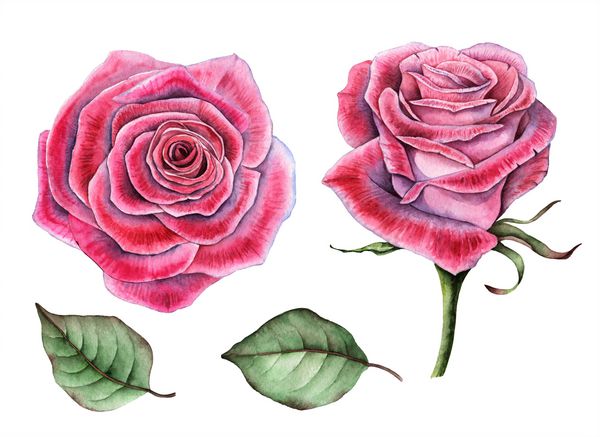 مجموعه آبرنگ گل رز و برگ تصویر نقاشی شده دستی گلها عناصر گل برای طراحی جدا شده بر روی زمینه سفید