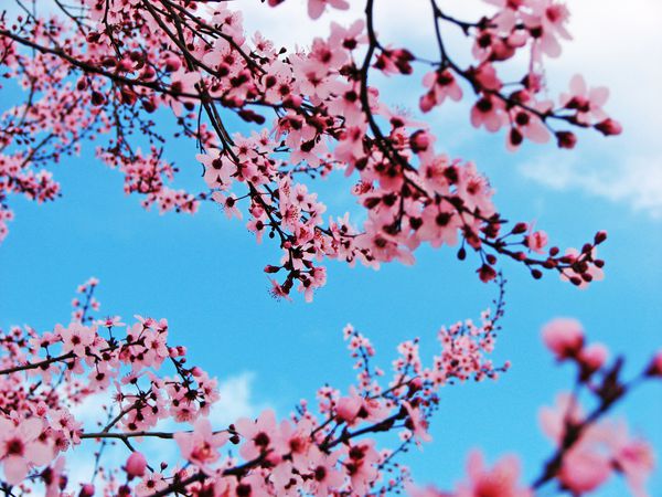 شاخه درخت گیلاس که در برابر آسمان آبی روشن زندگی می کند