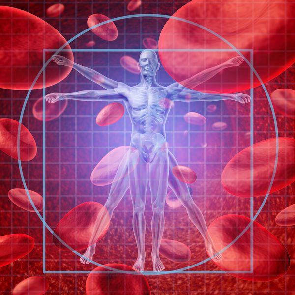 سیستم قلبی عروقی به عنوان یک مراقبت بهداشتی و یک مفهوم پزشکی با قلب و ریه انسان بر روی گلبول های قرمز و یک دونده ورزشکار به عنوان یک نماد آمادگی جسمی برای یک سبک زندگی سالم است