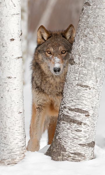 گرگ خاکستری Canis lupus بین دو درخت توس حیوان اسیر به نظر می رسد