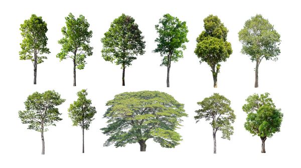 مجموعه درختان منزوی در زمینه سفید یک درخت زیبا از تایلند مناسب برای استفاده در طراحی معماری یا کارهای دکوراسیون با مقالات طبیعی هم در چاپ و هم در وب سایت استفاده می شود