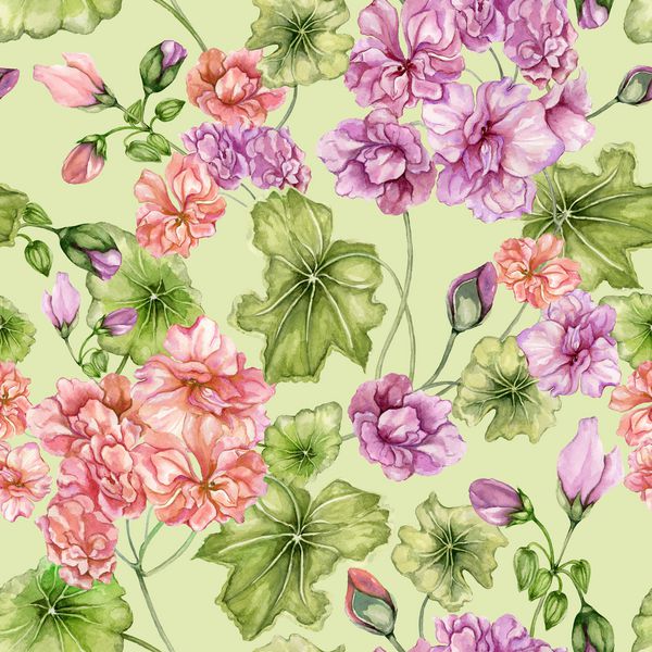 زمینه گل زیبا با گل و برگ pelargonium الگوی گیاه شناسی یکپارچه نقاشی آبرنگ نقاشی با دست به صورت گل کاغذ دیواری طراحی پارچه