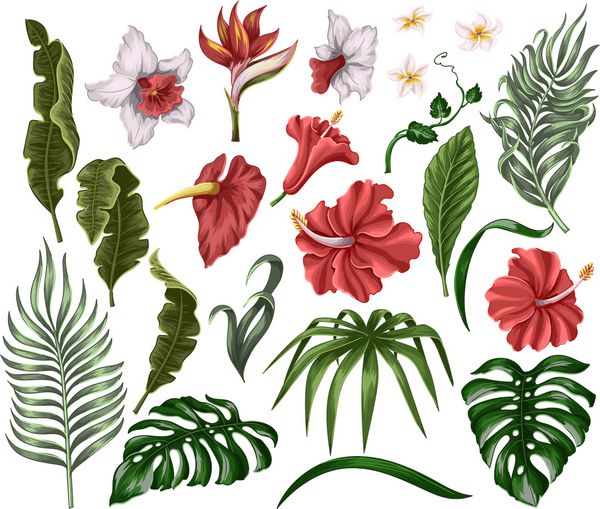 گلها و برگهای گرمسیری مانند موز نخل برگ هیولا و نرگس هیبیسوس عناصر جدا شده از پلومریا