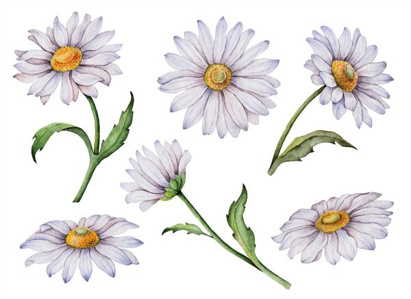 مجموعه ای از گل مروارید آبرنگ تصویر گلدار با دست رنگی گلهای سفید جدا شده بر روی زمینه سفید
