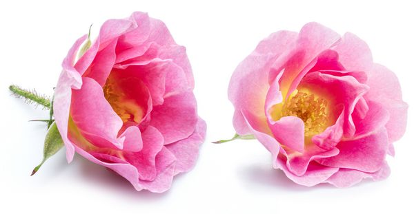 گل رز یا انواع توت های گل رز وحشی جدا شده بر روی زمینه سفید