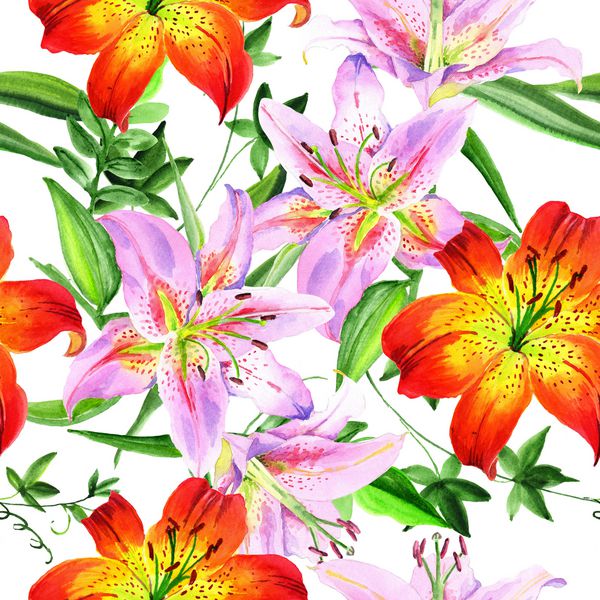 گل زنبق آبرنگ گل گیاه شناسی گل گل آفتابگردان Aquarelle برای پس زمینه بافت الگوی بسته بندی قاب یا حاشیه تصویر