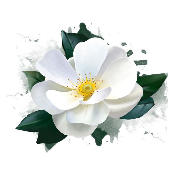 سبک آبرنگ گل رز سفید با عناصر رنگ اسپری می تواند به عنوان کارت تبریک استفاده شود