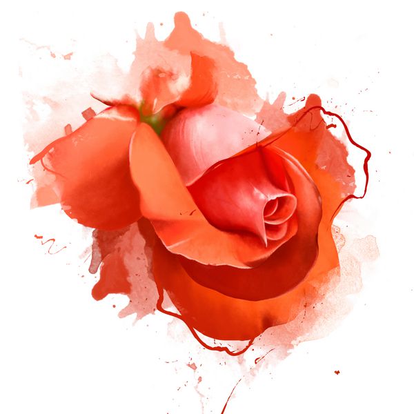 گل رز نارنجی وحشی به سبک آبرنگ جدا شده و در نزدیکی پس زمینه سفید با عناصر رنگ اسپری جدا شده است