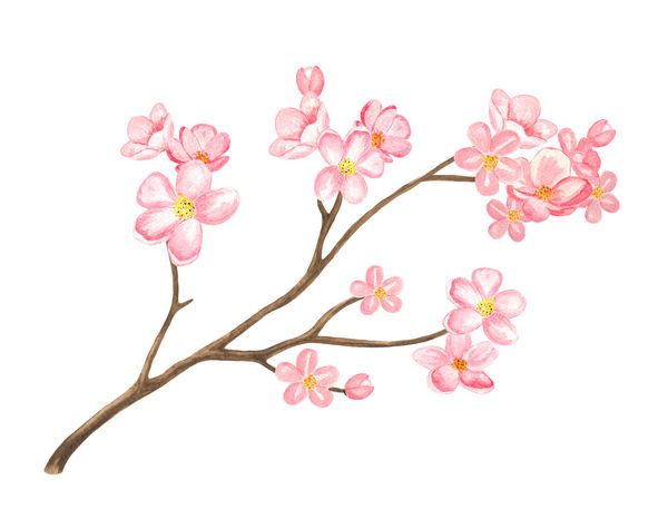 شکوفه گیلاس آبرنگ درخت شاخه با گل های جدا شده در زمینه سفید نقاشی دست روی کاغذ