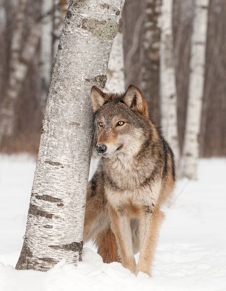 گرگ خاکستری Canis lupus در کنار درخت توس حیوان اسیر ایستاده است