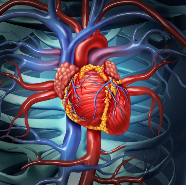 آناتومی قلب و عروق قلب انسان از بدن سالم به عنوان سمبل مراقبت پزشکی پزشکی برای عملکرد اندام گردش خون داخلی