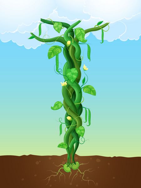 تصویر برداری از ساقه لوبیا در پری جک و Beanstalk مفهوم رشد