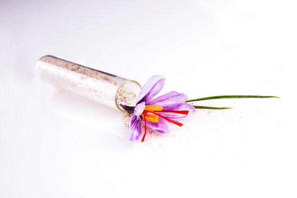 گل زعفران یک گل زیبا و عاطفی است
