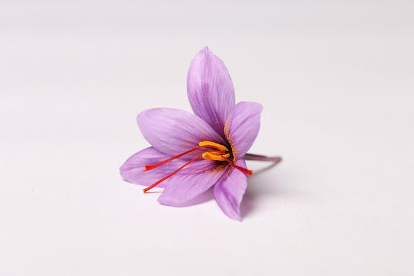 گل نزدیک به گل زعفران تازه جدا شده
