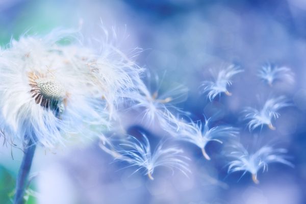 دانه های قاصدک وزش باد تصویر جادویی رویایی با رنگ های آبی