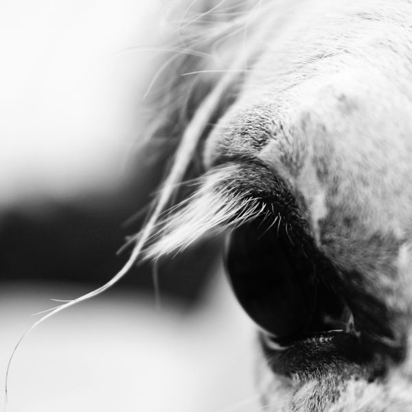 اسب سفید و پرتره هنری چشمی سیاه و سفید